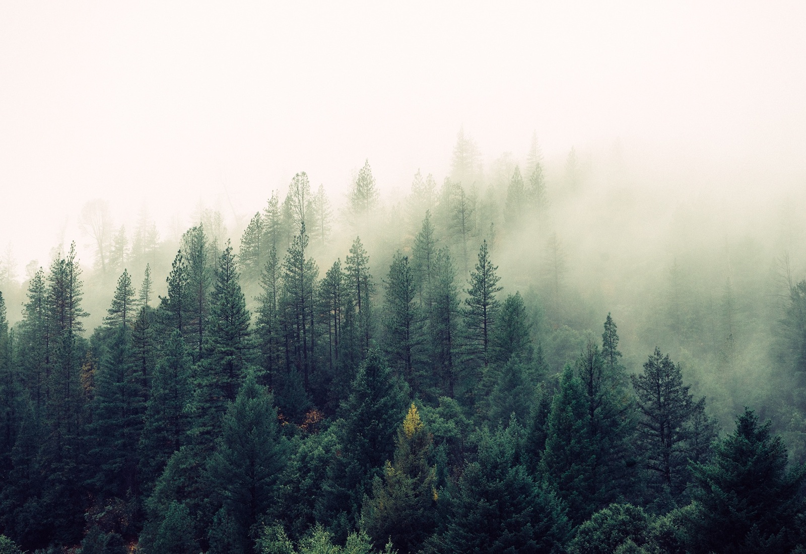 nature forest trees fog